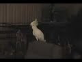 dancing bird dancing bird