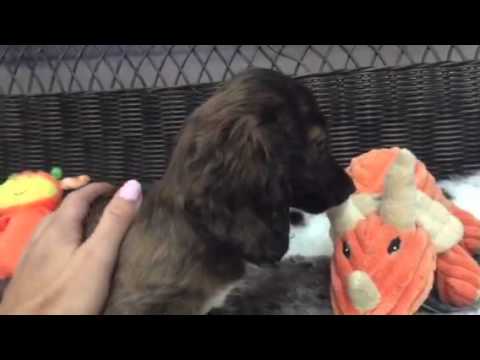 Cuddly female puppy Dachshund