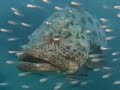 Sustainable Reefs: A Gift for the Future