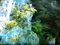 Felsenspringen 13 Meter Brienzersee Cliff Jump Klippen Springer Felsen See Sprung Berner Oberland Schweiz Hoch Risiko jumping  diving 45 Feet 15 Yards Switzerland