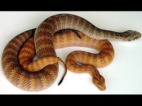 YouTube reptile video