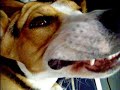 cane posseduto
