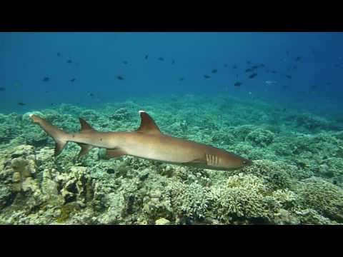 See video