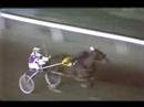 Niatross - Hollywood Park - American Pacing Classic 1980