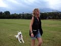 Unterordnung Weisser Schweizer Sch�ferhund