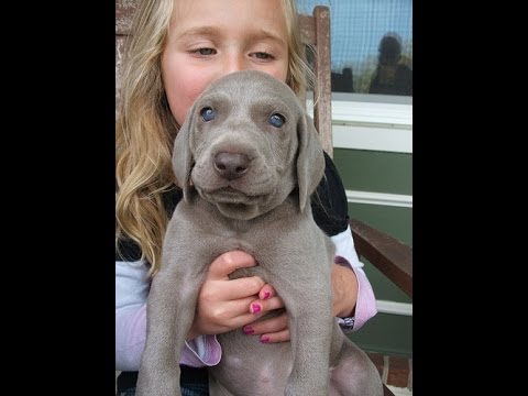 how to locate odor source