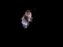 Tele-immersion Dance with Wymore/Sheppard