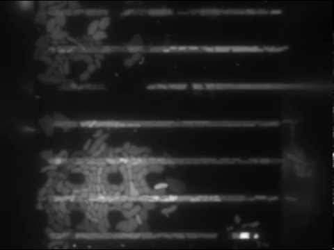 how to grow e coli in liquid media