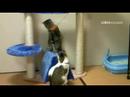 キャットタワーがきた〜!!Youtube(ユーチューブ・ゆーちゅーぶ)・Dailymotion動画