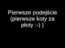 Test Cut Zabrze