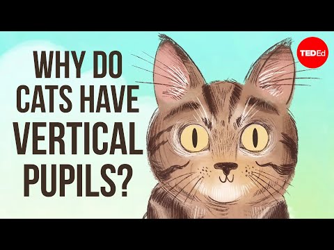 Why do cats have vertical pupils? - Emma Bryce