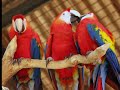 Amigos de las Aves Parrot Center Amigos de las Aves Parrot Center