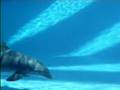 Delfines en el acuario de Corpus Christi.avi