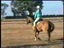 My Horse