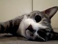 Hunting-Cat