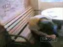 stora h�ga wannabe jackass