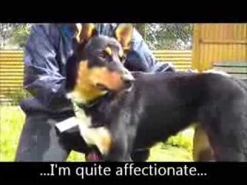 how to train a border collie x kelpie