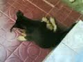 Kucing dan Anjing main bersama
