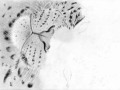Pas � pas dessin de l�opard