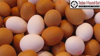The difference between White and Brown Eggs