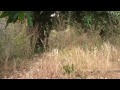 Looking for a mother dog in Bijilo