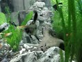 Mi acuario y Las Podocnemis Cayennensis Mi acuario y Las Podocnemis Cayennensis