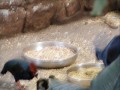 Chester Zoo Part 6