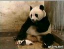 sneezing panda