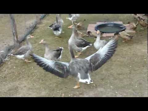 how to care for khaki campbell ducklings