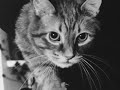 Das Testament einer Katze