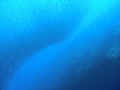 変幻自在イワシ玉.MOV