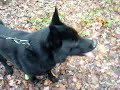 Schäferhund Luchs beim Spazieren Gehen Schäferhund Luchs beim Spazieren Gehen