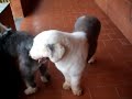 OLD ENGLISH SHEEPDOG - MARMADUKE - CANIL BOBTAIL