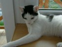My cat on the window sill in my room My cat on the window sill in my room