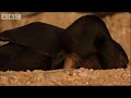 Click here to watch this video Bahrain Desert Birds - BBC Planet Earth