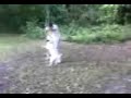 English Bull Terrier Swinging On Branch