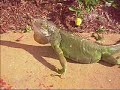 Iguana comes knocking !