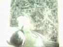 Great Tit Nestbox