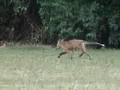 The Fox at Greenbelt Lake
