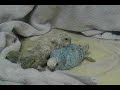Baby Budgies 2008 Baby Budgies 2008