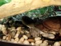 African side-necked turtle & red eared slider African side-necked turtle & red eared slider
