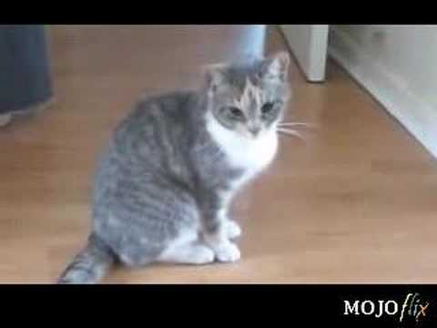 Drunk Kitty