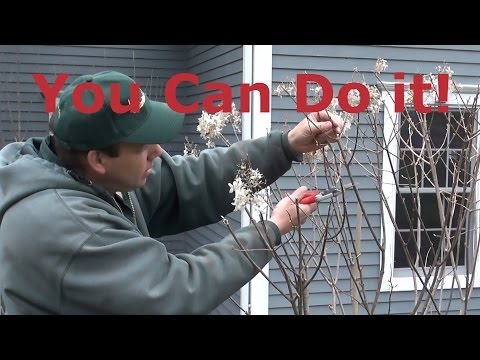 how to care for pg hydrangeas