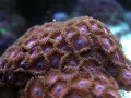 zoanthus et zebrasoma