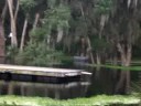 Nature Hunters - Gemini Springs #1