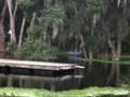 Nature Hunters - Gemini Springs #1