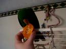 Sultan's Orange