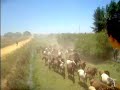 Saca de las Yeguas Saca de las Yeguas