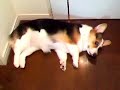??????????????????????...??Welsh corgi pembroke?