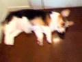 コーギー・ミントの「そのへそ天、やりすぎだろ...」（Welsh corgi pembroke）